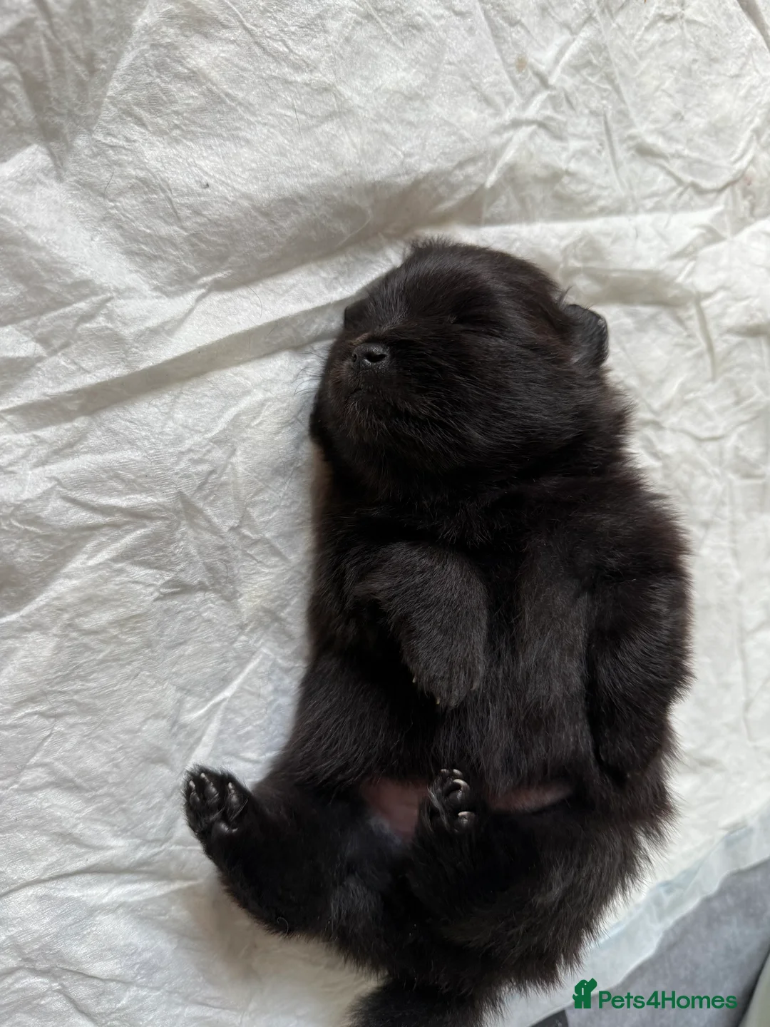 Pomeranian dogs for sale: Two Poms looking for forever home - Advert 24