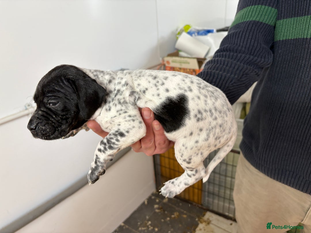 Pointer dogs for sale: English Pointer Puppies available 8th January  - Advert 20