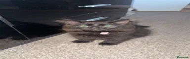 Norwegian Forest Cat 1