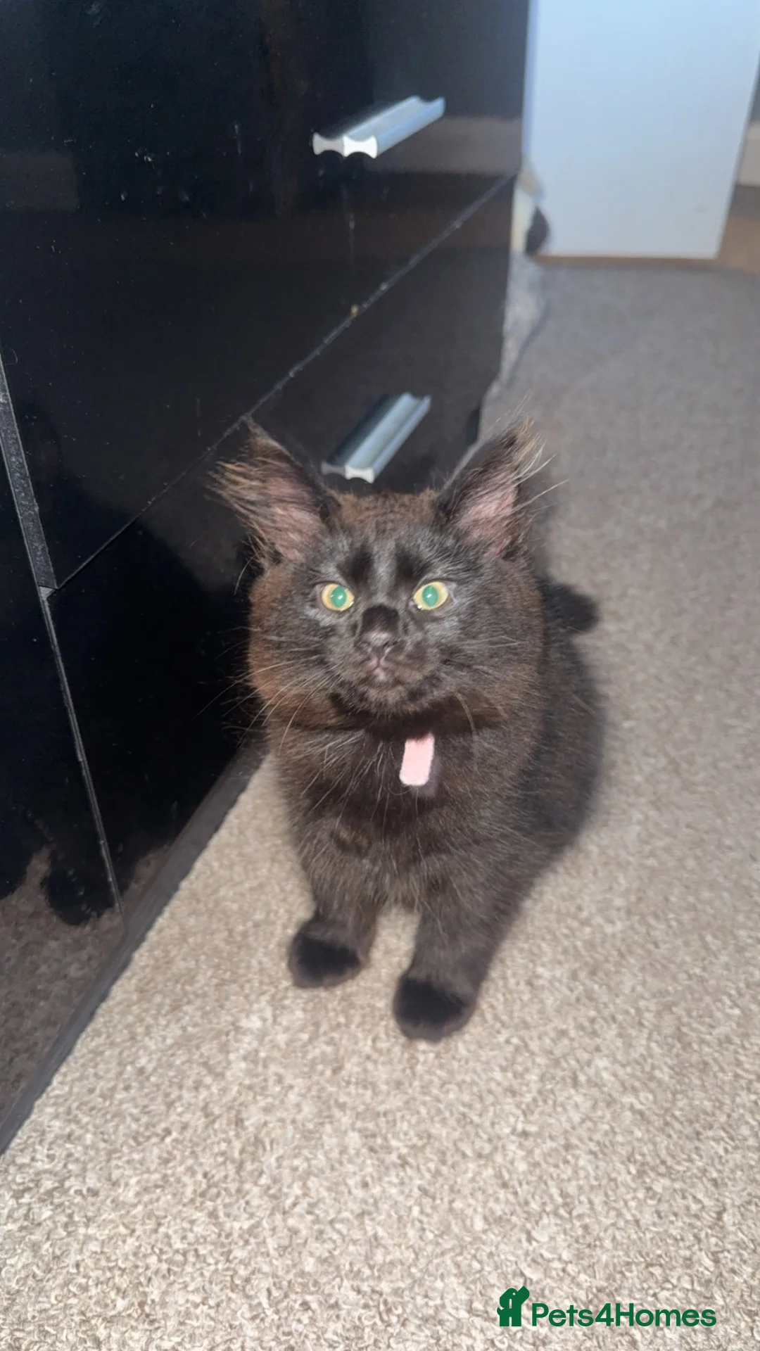 Norwegian Forest Cat cats for sale: Quarter Norwegian kittens  - Advert 2