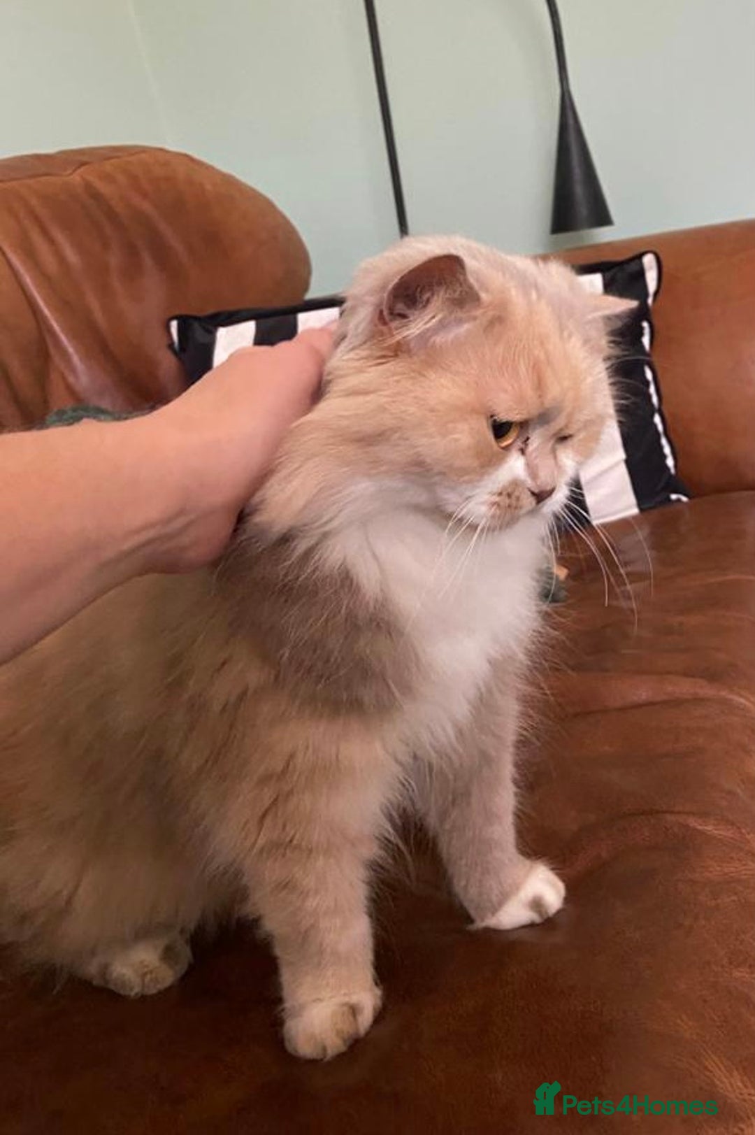 British Longhair cats for sale: British Shorthair -Longhair variant GCCF Female - Image 2