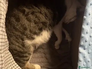 Mixed Breed cats Twin girls - Advert 1