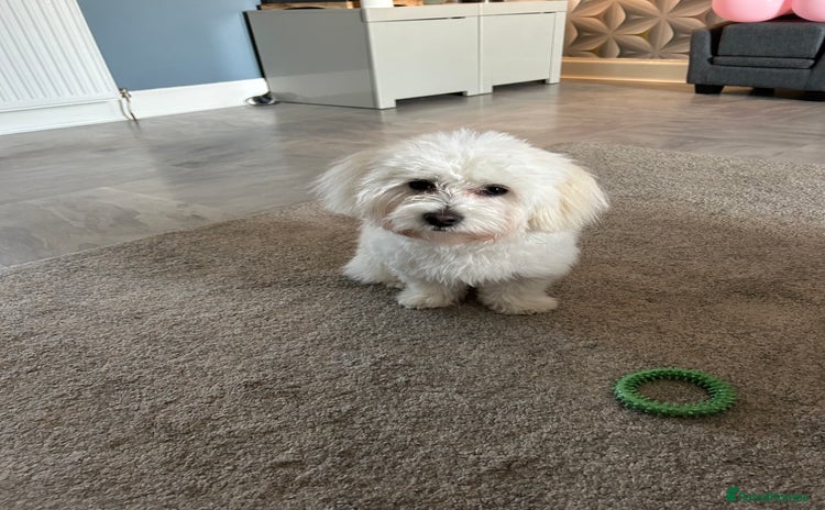 Maltese dogs - Advert 1