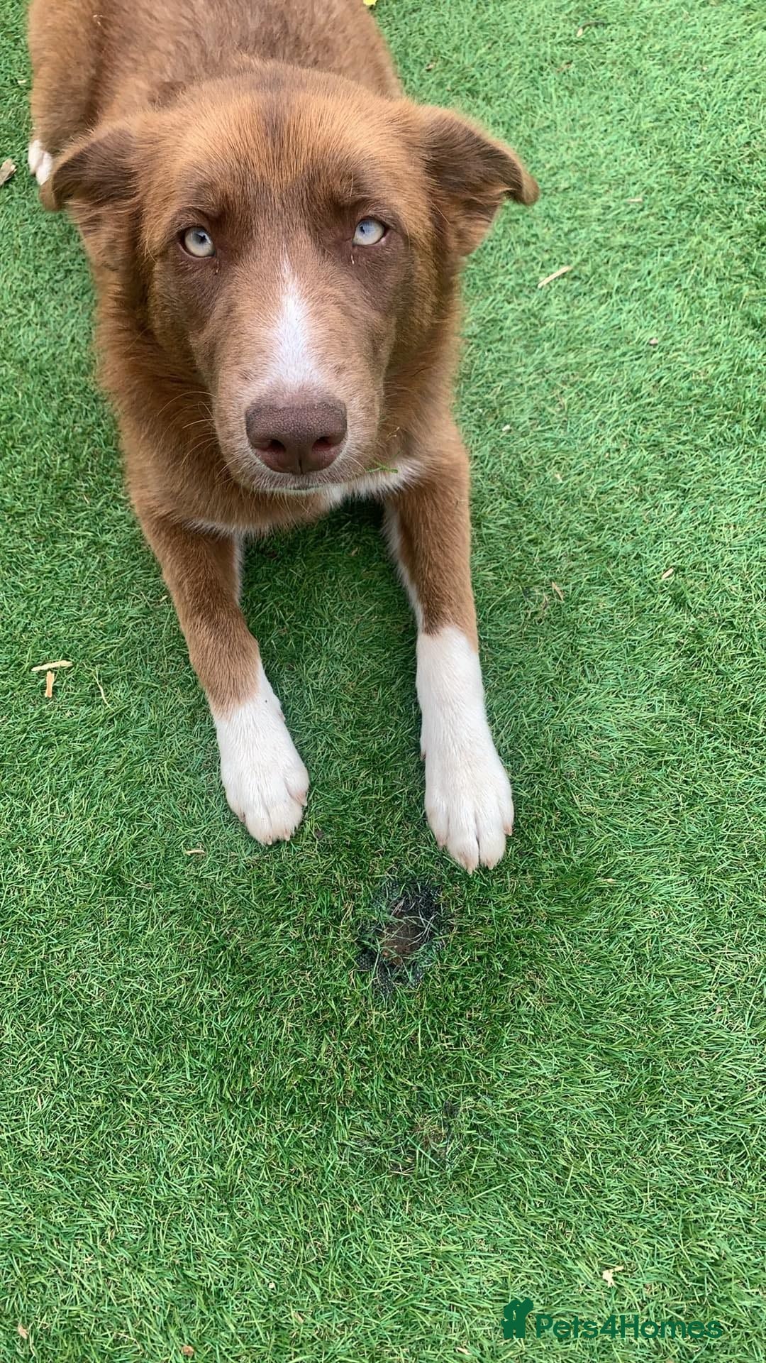 Mixed Breed dogs Husky x collie female  - Advert 8