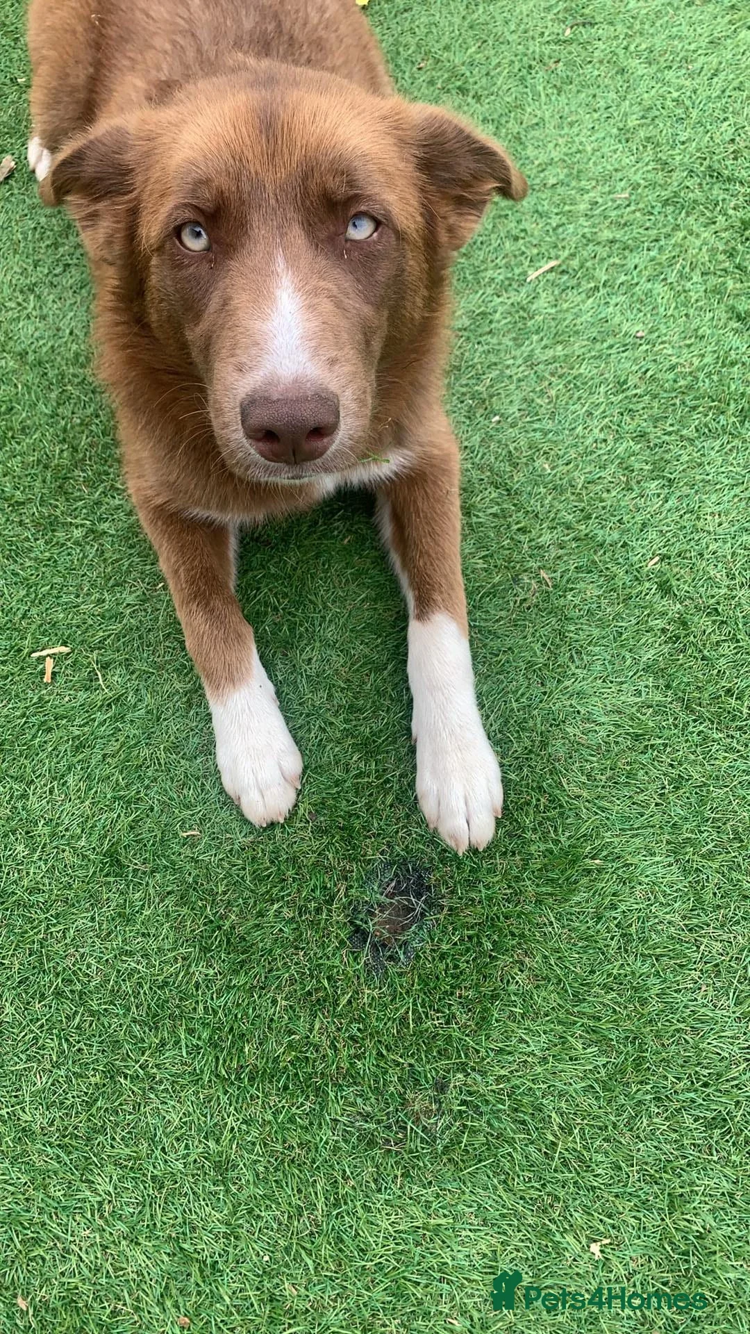 Mixed Breed dogs for sale: Husky x collie female  - Advert 1