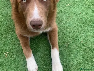 Mixed Breed dogs Husky x collie female - Advert 8