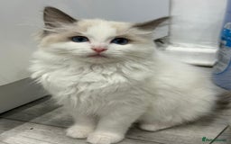 Ragdoll cats for sale: GCCF, They are ready for their new home. - Image 30