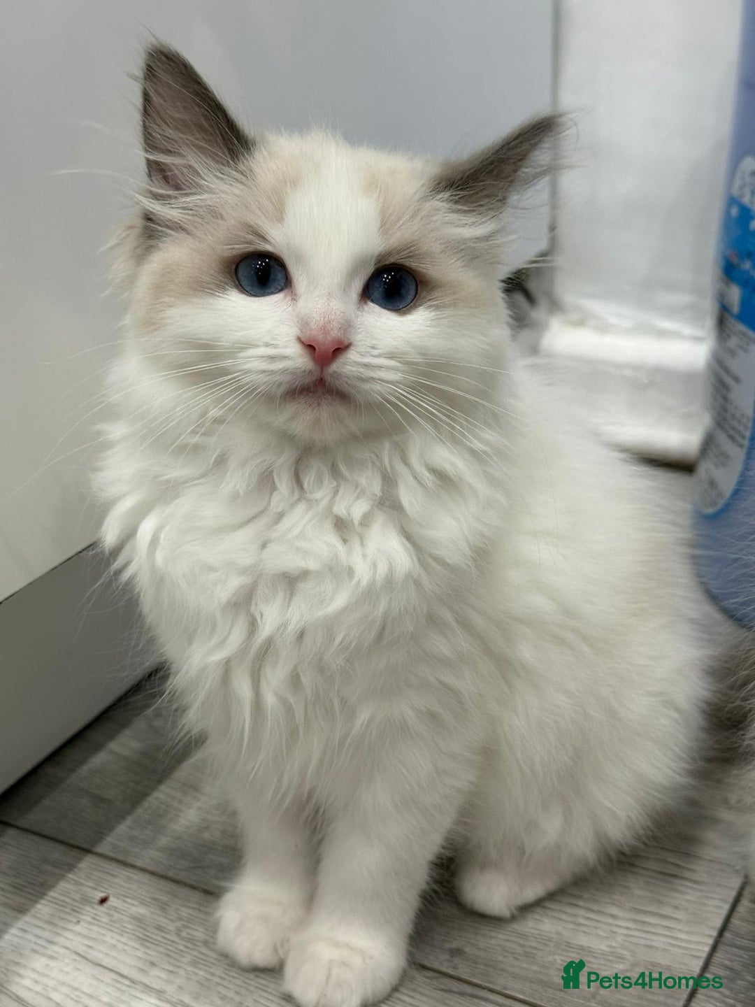 Ragdoll cats for sale: GCCF, They are ready for their new home. - Image 30