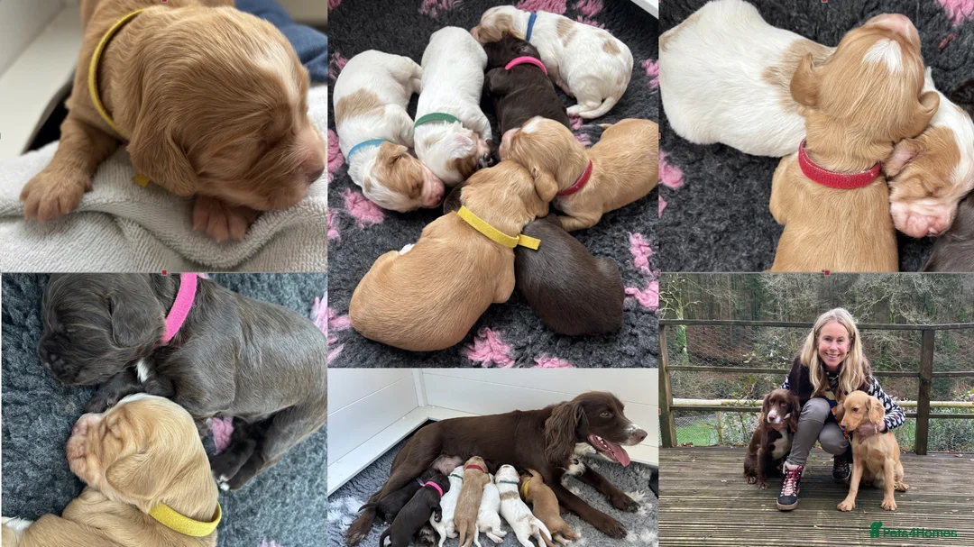 Sprocker dogs for sale: Healthy sprocker pups looking for loving homes - Advert 2
