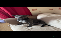 Staffordshire Bull Terrier dogs for sale: Looking for a new home  - Image 2