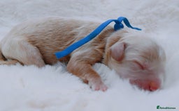 Cavapoo dogs for sale: Extensively health tested F1b curly Cavapoos  - Image 14