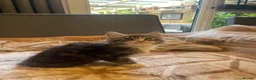Maine Coon cats for sale: Maine coon - Advert 10