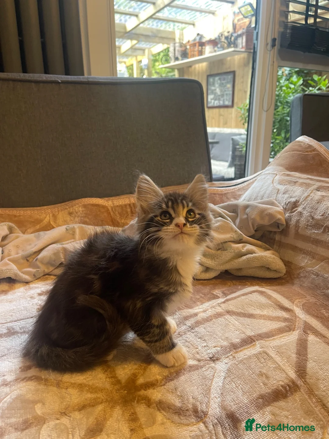 Maine Coon cats for sale: Maine coon - Advert 10