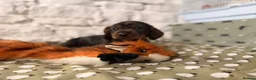 Dachshund dogs for sale: One boy left Amazing dachshunds puppies  - Advert 4