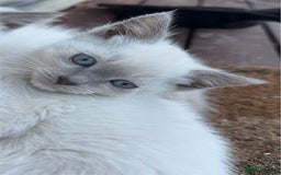 Ragdoll cats for sale: exclusive sweet Ragdolls kitties  - Image 3