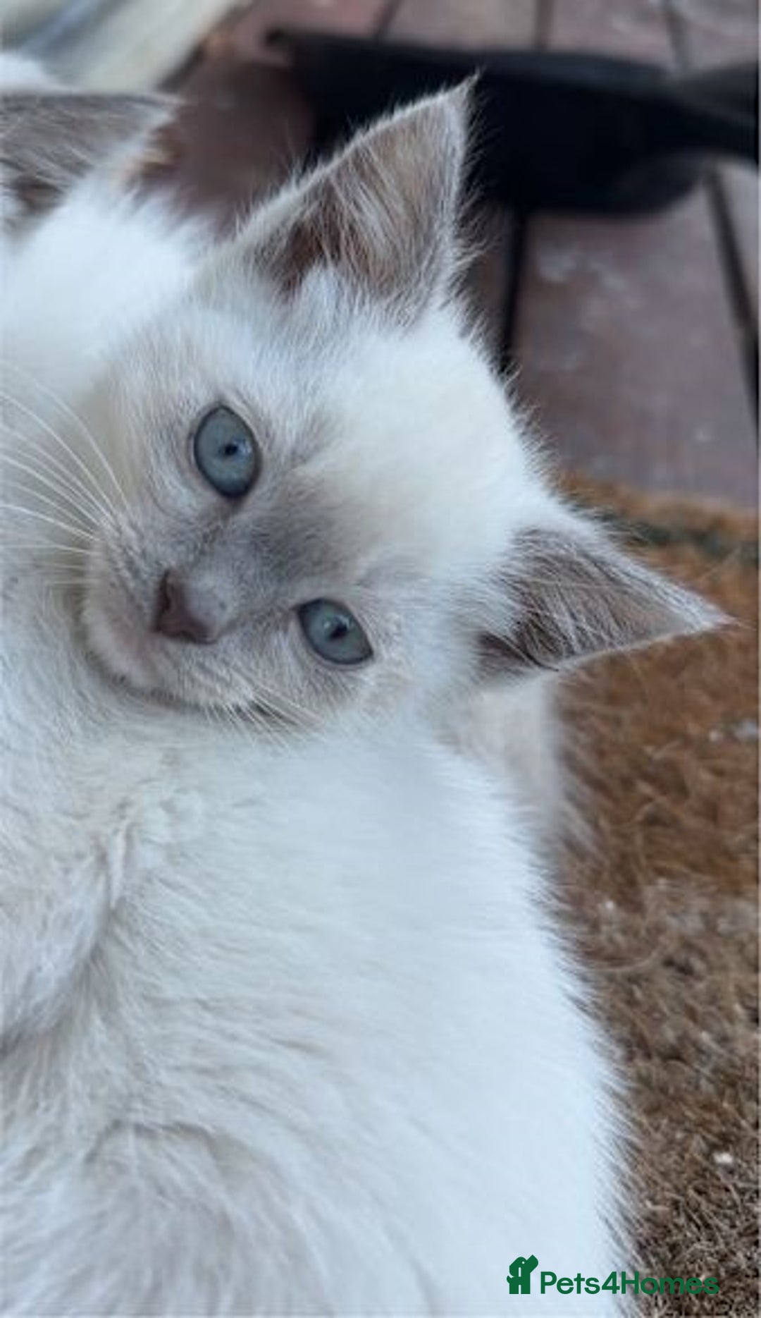 Ragdoll cats for sale: exclusive sweet Ragdolls kitties  - Image 3
