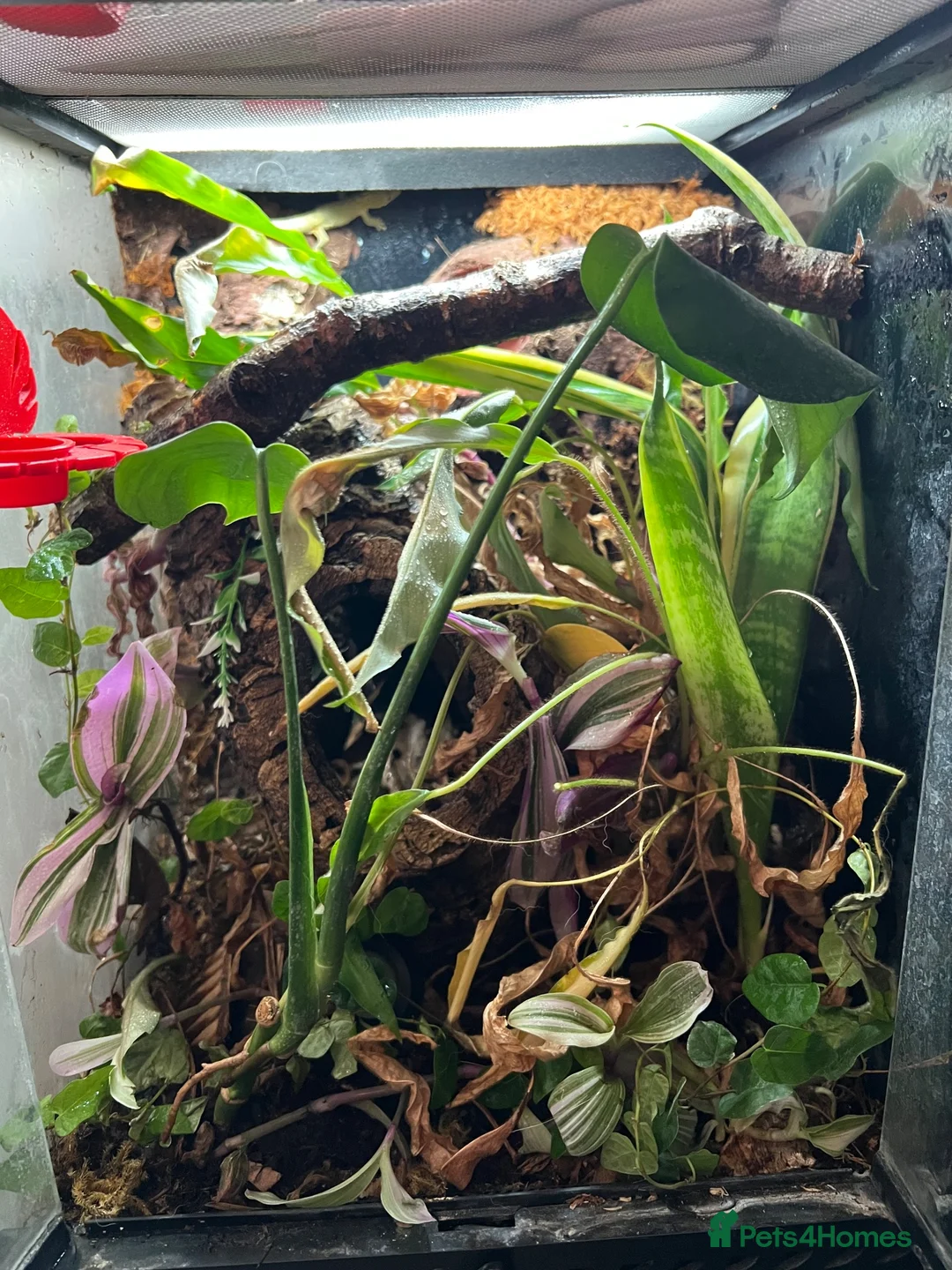 Gecko reptiles for sale: Bauer's Chameleon Gecko with setup - Advert 3
