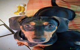 Dachshund dogs for sale: 4 lovely dachshund for sale  - Image 2