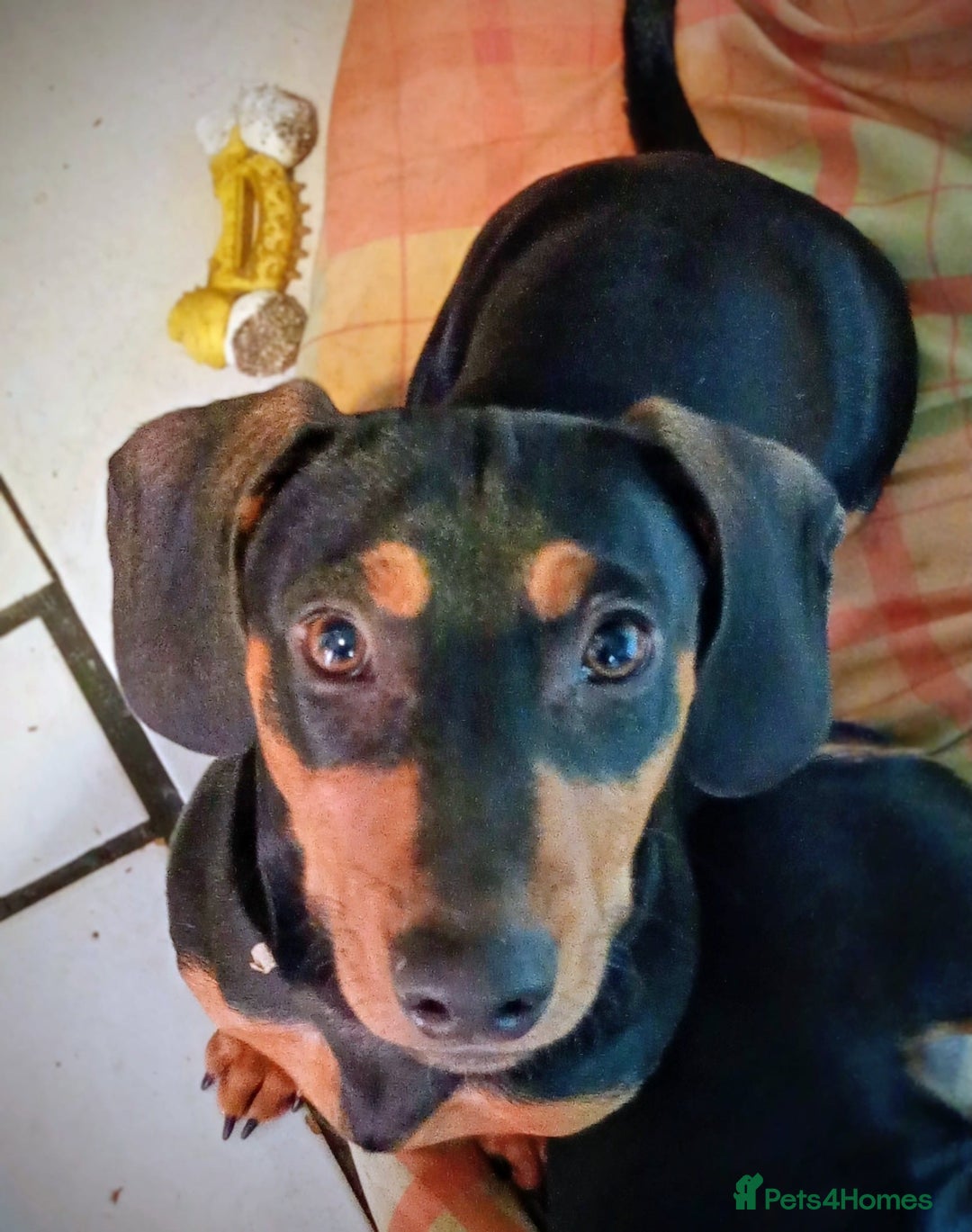 Dachshund dogs for sale: 4 lovely dachshund for sale  - Image 2