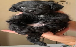 Jackapoo dogs for sale: JACKAPOO PUPPIES  in Saint Austell - Image 2