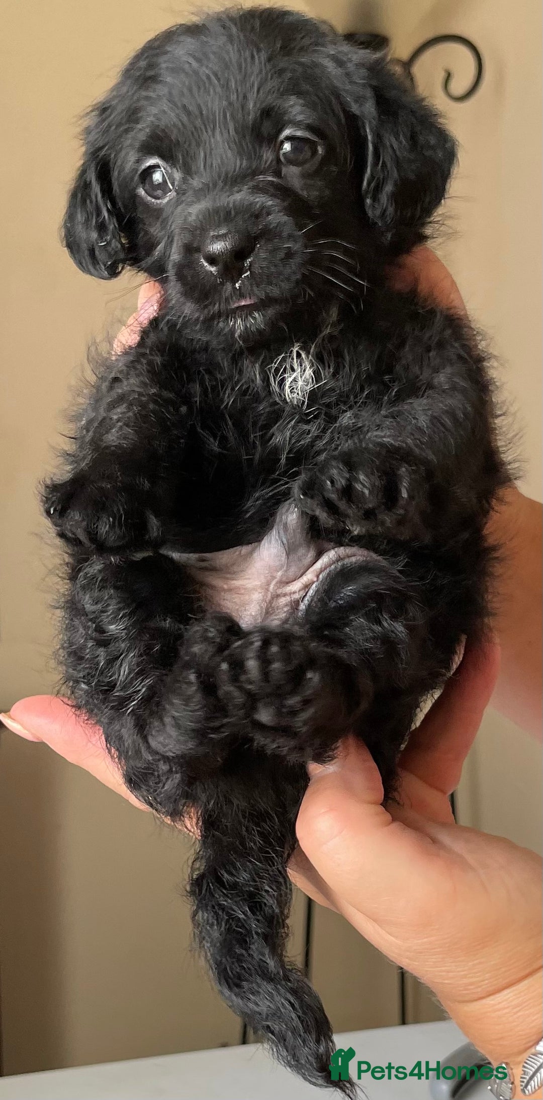 Jackapoo dogs for sale: JACKAPOO PUPPIES  in Saint Austell - Image 2