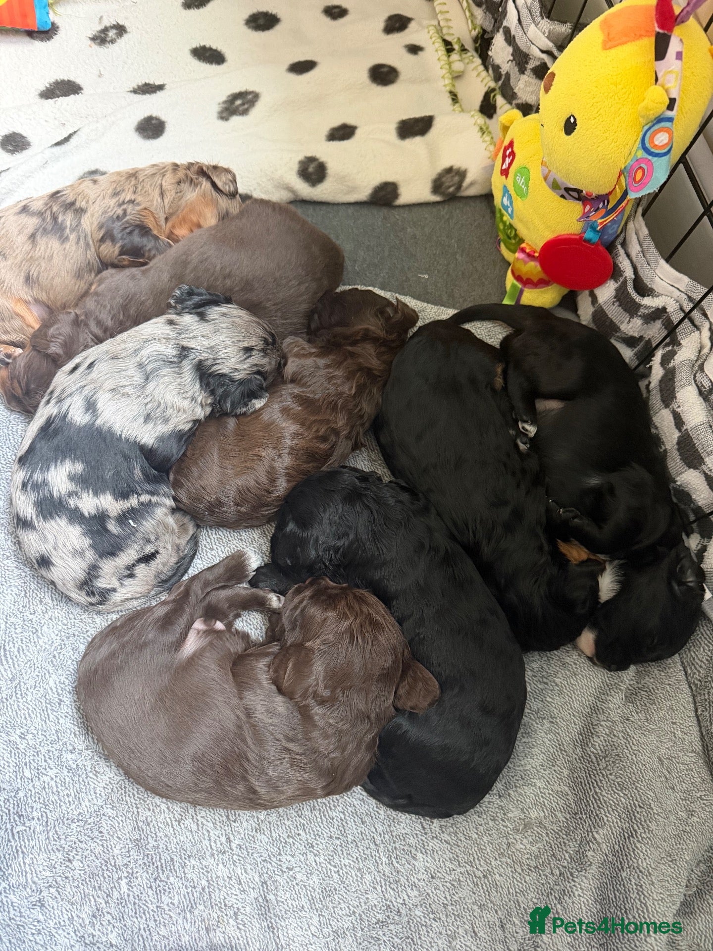 Cavapoochon dogs Beautiful health tested Cavapoo puppies - Advert 1