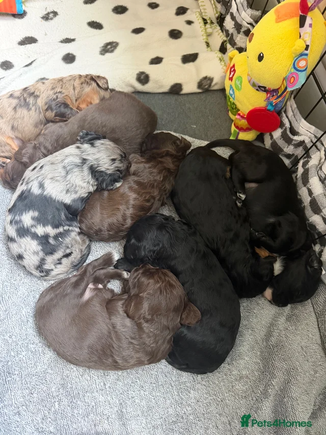 Beautiful health tested Cavapoo puppies for sale in Chester | Pets4Homes