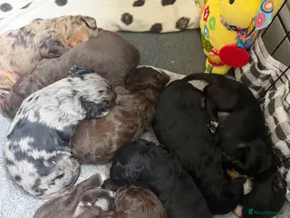 Cavapoochon dogs Beautiful health tested Cavapoo puppies - Advert 1