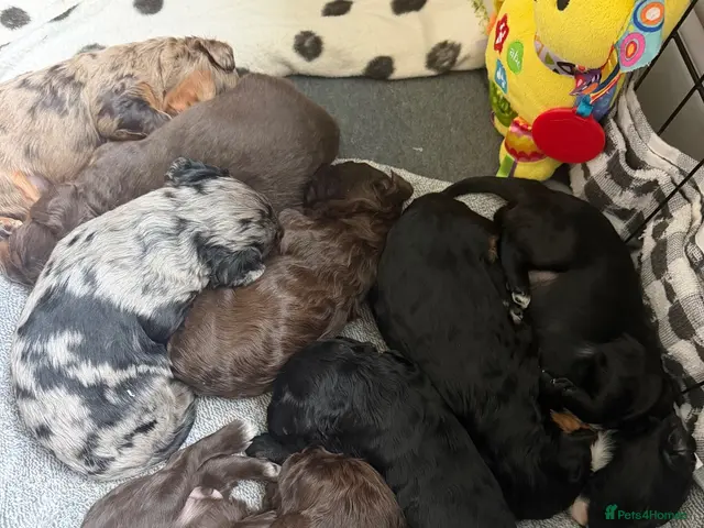 Cavapoochon dogs Beautiful health tested Cavapoo puppies - Advert 1