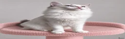 Ragdoll cats for sale: Beautiful TICA Registered Ragdoll Kittens - Advert 29