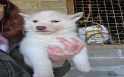 Siberian Husky dogs for sale: 🐾 Stunning RARE Colour Husky Puppies–Available 🐾 - Advert 2