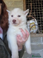 Siberian Husky dogs 🐾 Stunning RARE Colour Husky Puppies–Available 🐾 - Advert 3