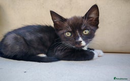 Mixed Breed cats for sale: Kittens for sale 🐱 - Image 1
