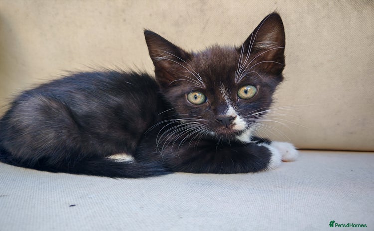 Mixed Breed cats - Advert 3