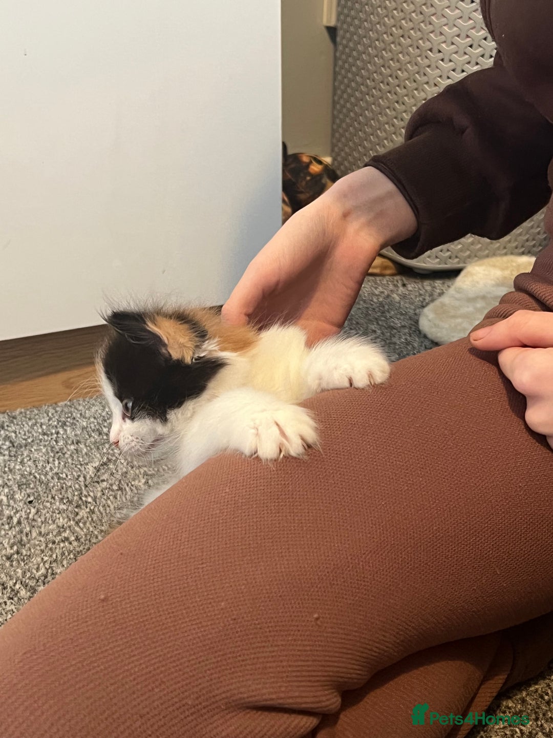 Mixed Breed cats for sale: Calio Kitten Female 2 Months Old - Image 14