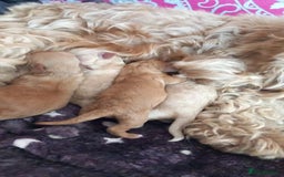 Cockapoo dogs for sale: READY NOW 5* F2B Apricot Merle Cockapoos - Image 20