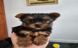 Yorkshire Terrier dogs for sale: Yorkie puppies - Image 6