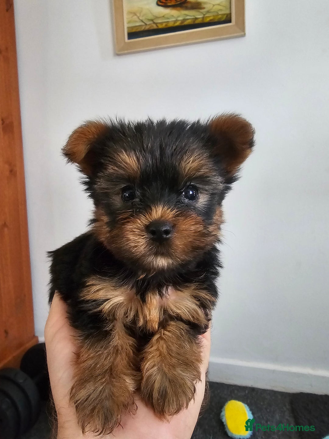 Yorkshire Terrier dogs for sale: Yorkie puppies - Image 6