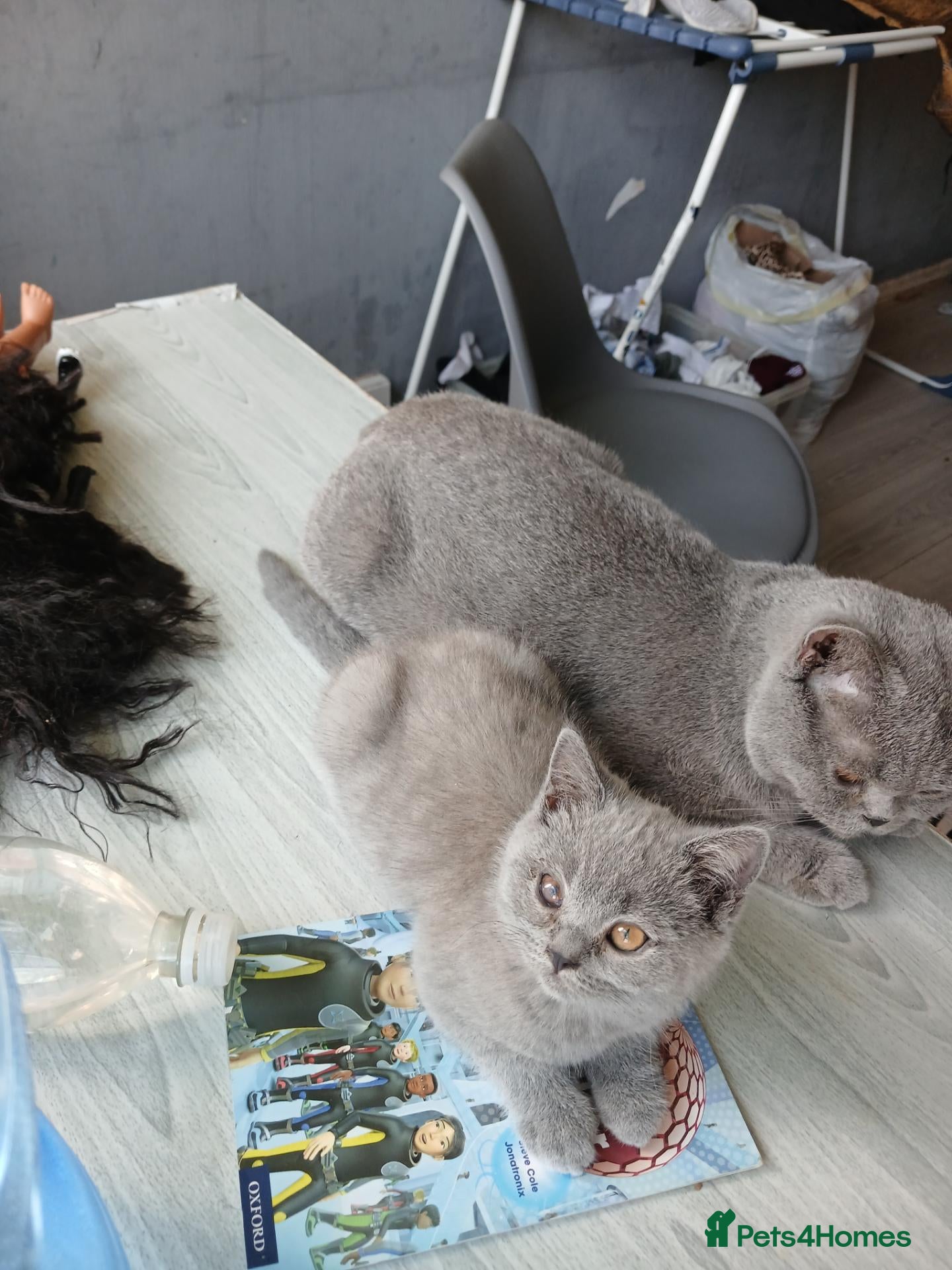 British Shorthair cats LAST KITTEN AVAILABLE – SPECIAL HOME NEEDED - Advert 7
