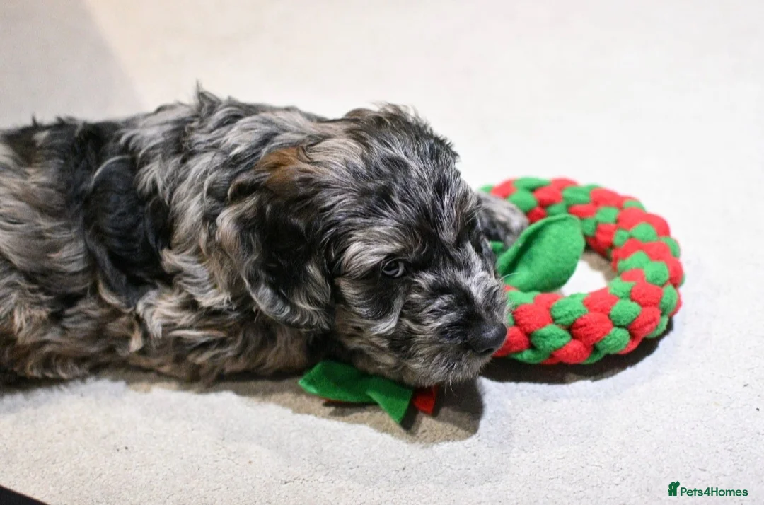 Poodle dogs for stud:  CHCHOCOLATE MERLE POODLE CARRYING PARTI in Todmorden - Advert 12