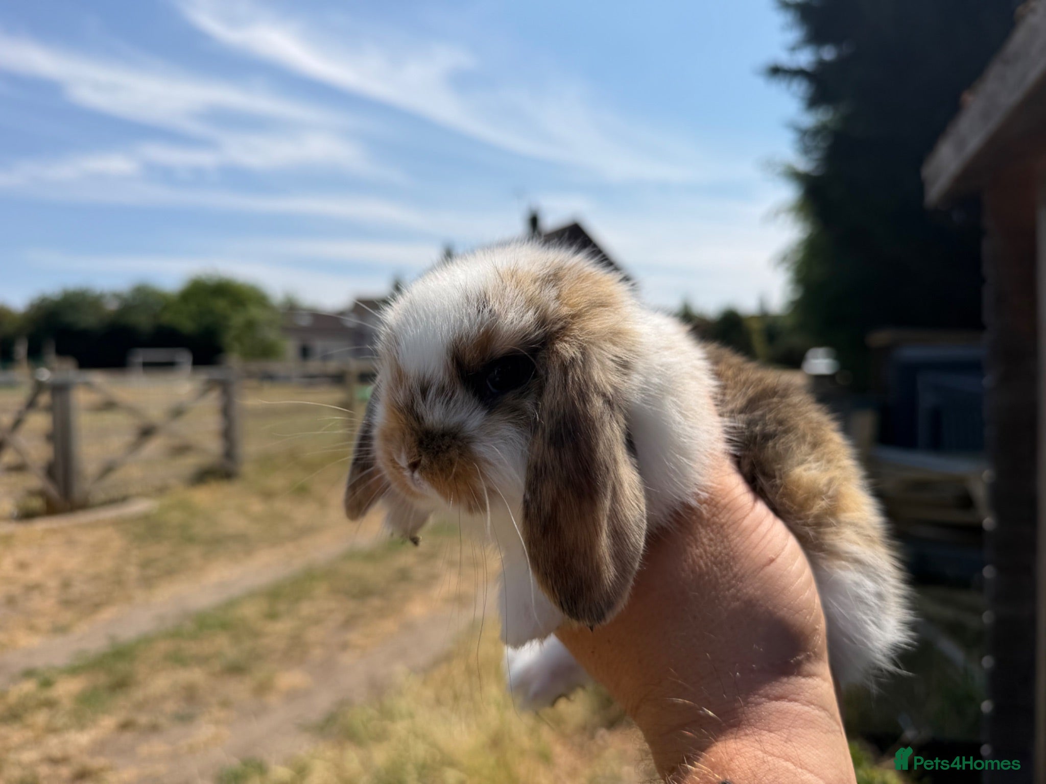 French Lop rabbits Large French lop babies  - Advert 2