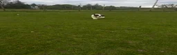 Saint Bernard dogs for sale: Saint Bernard Pups (KC Reg) in Larkhall - Advert 4
