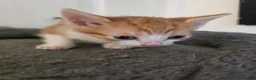 Domestic Shorthair cats for sale: 7 beautiful kittens ! Ready to leave  - Advert 9