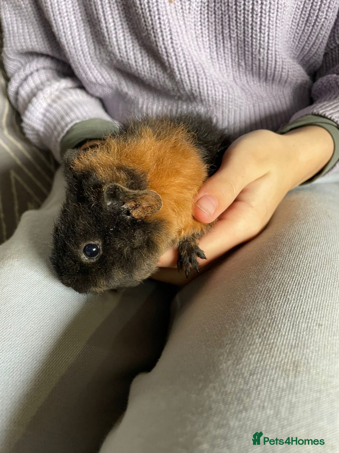 Guinea Pig rodents for sale: Beautiful baby guinea pigs  - Advert 8