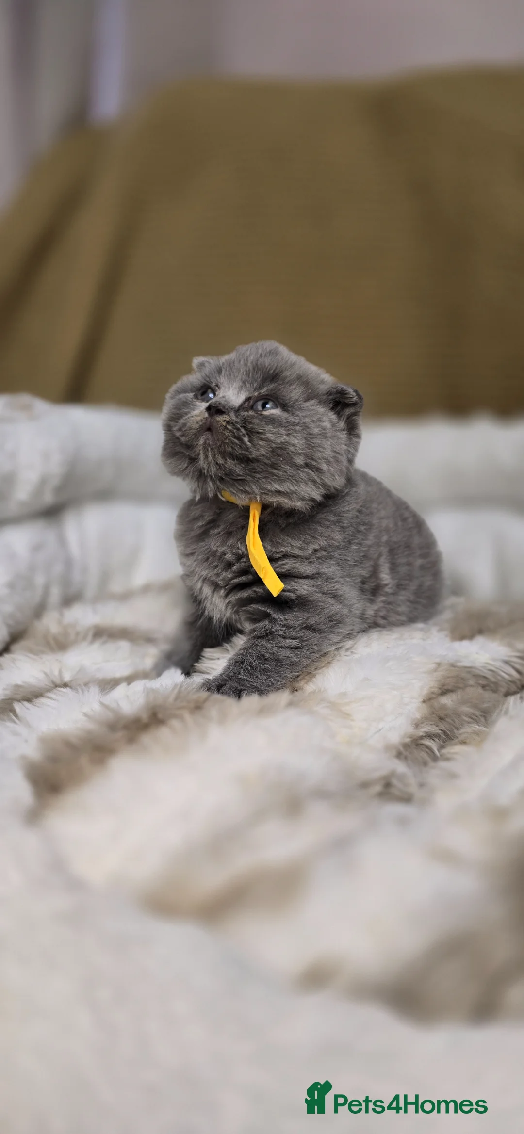 British Shorthair cats for sale: Championship Lines Bridgerton Litter - Advert 40