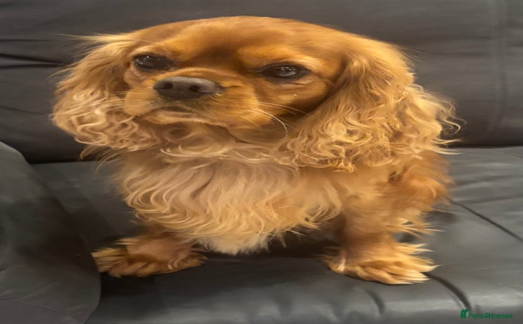 Cavalier King Charles Spaniel dogs - Advert 5