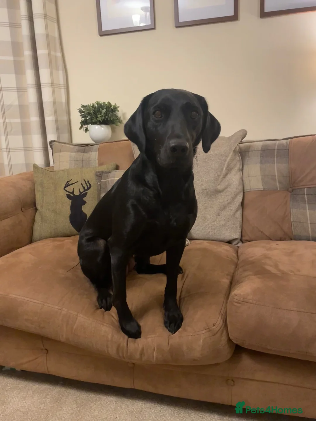 Labrador Retriever dogs for sale: KC Registered Black & Yellow Labrador Puppies - Advert 2