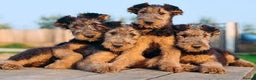 Airedale Terrier dogs for sale: This is a test advert  please do not contact. 🚫 - Advert 2