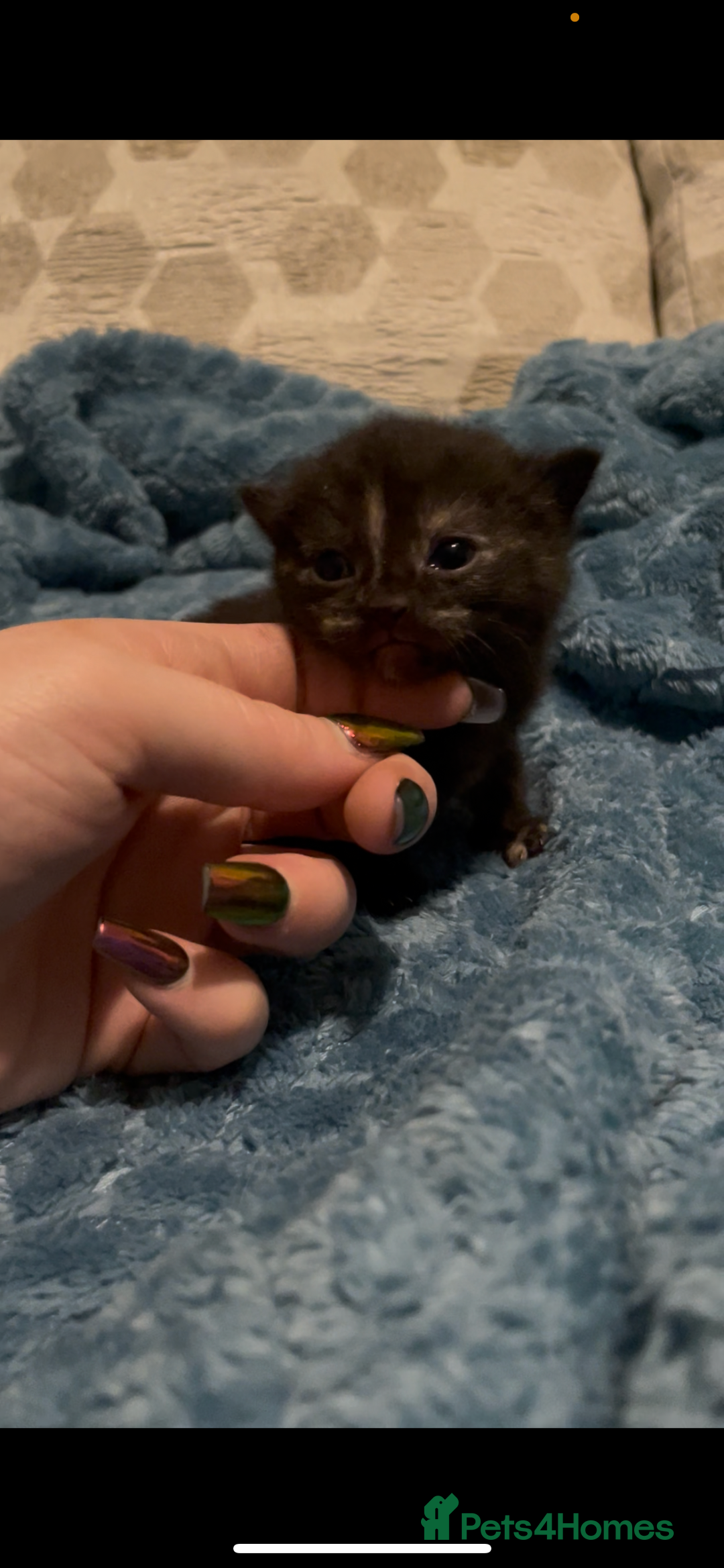 Domestic Shorthair cats for sale: Kittens ready to reserve  - Image 9