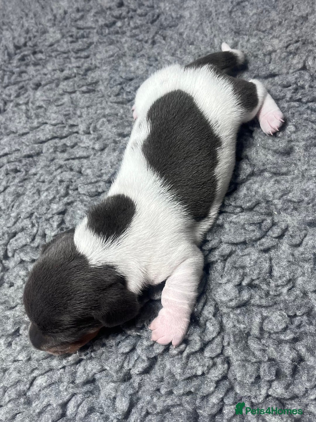 Miniature Dachshund dogs for sale: Miniature Dachshund male puppies  - Image 8